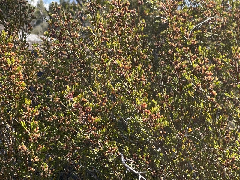 Cyanothamnus quadrangulus photo 4
