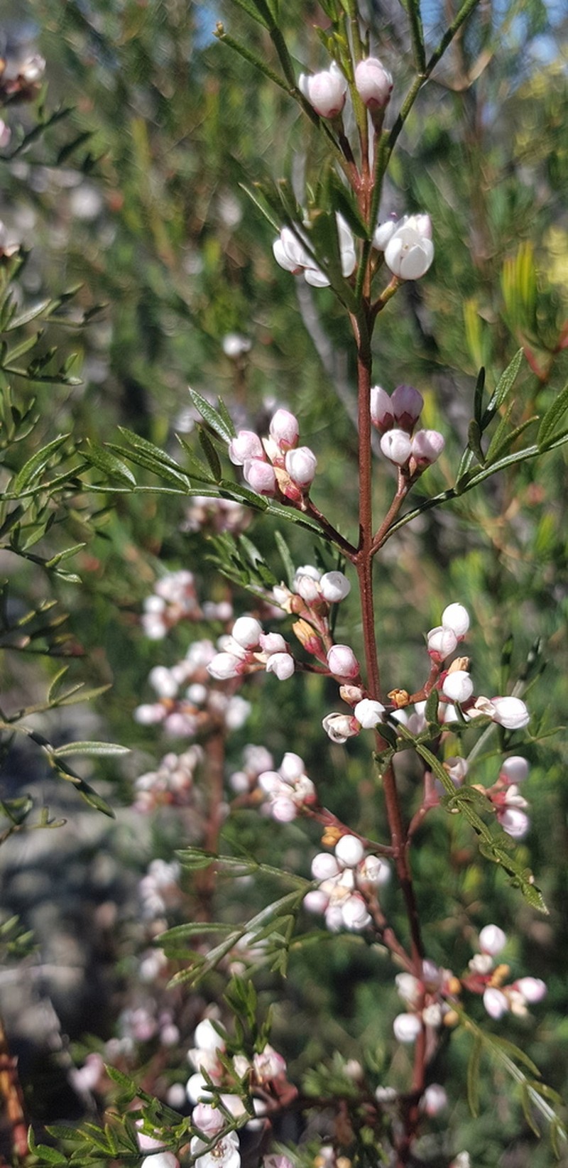 Cyanothamnus quadrangulus photo 5