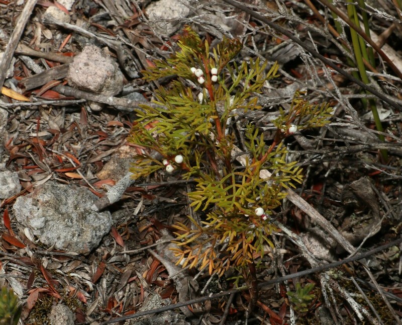 Cyanothamnus quadrangulus photo 6
