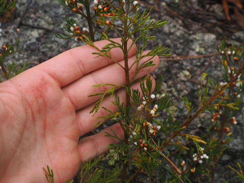Cyanothamnus quadrangulus photo 7