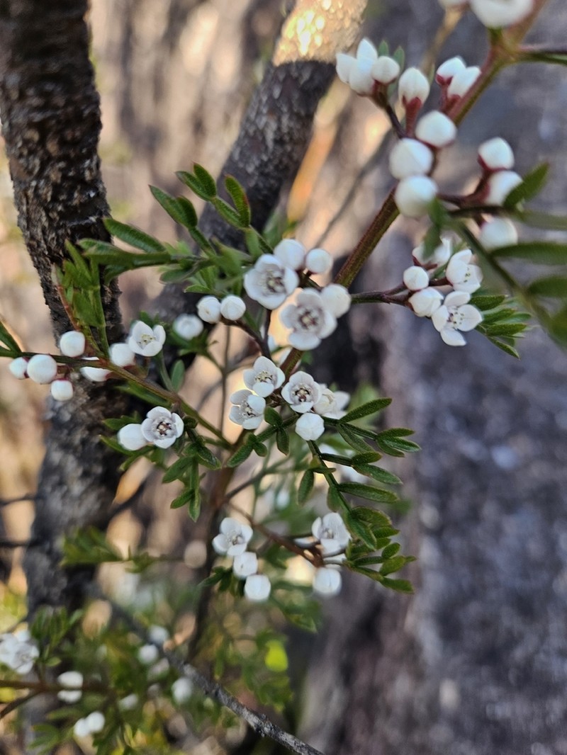 Cyanothamnus quadrangulus photo 8