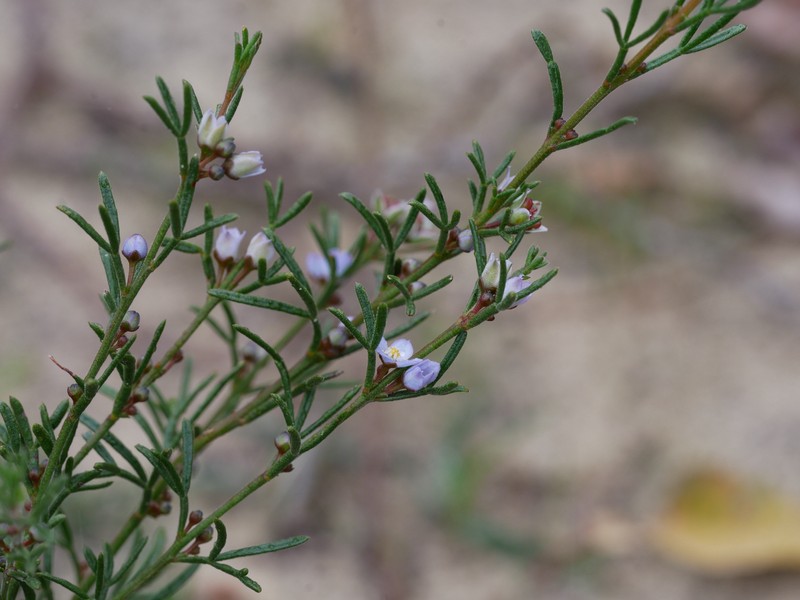 Cyanothamnus ramosus subsp. anethifolius