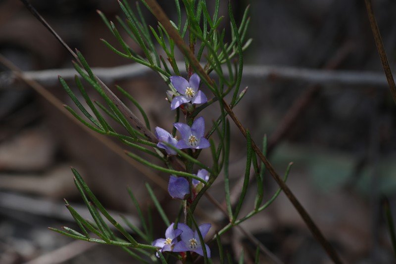 Cyanothamnus ramosus subsp. anethifolius photo 2