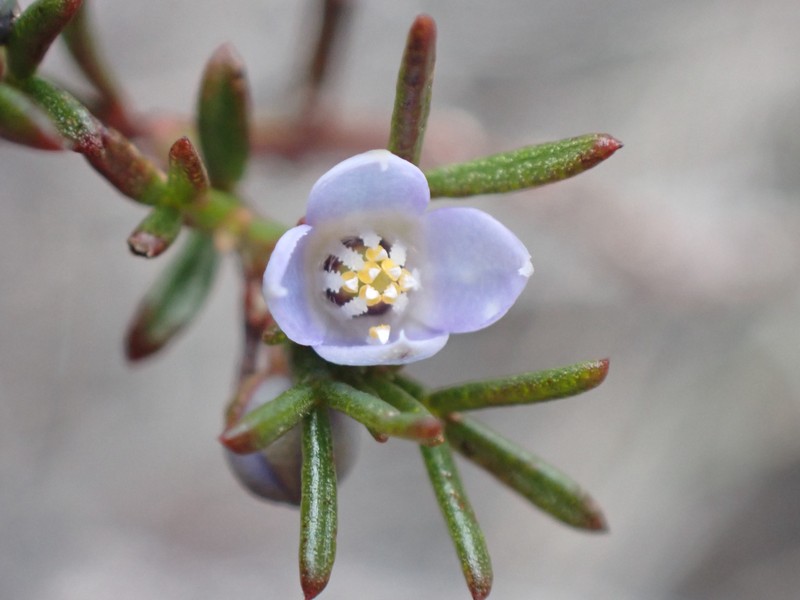 Cyanothamnus ramosus subsp. anethifolius photo 3