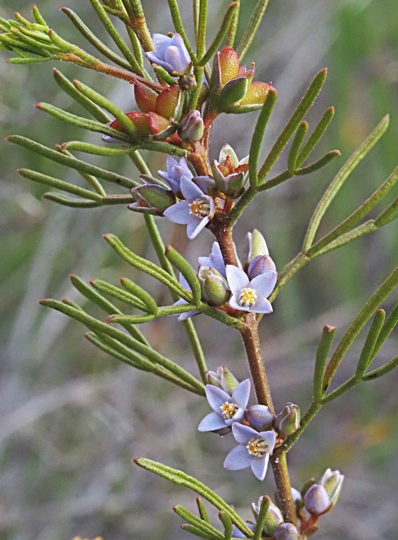 Cyanothamnus ramosus subsp. anethifolius photo 4