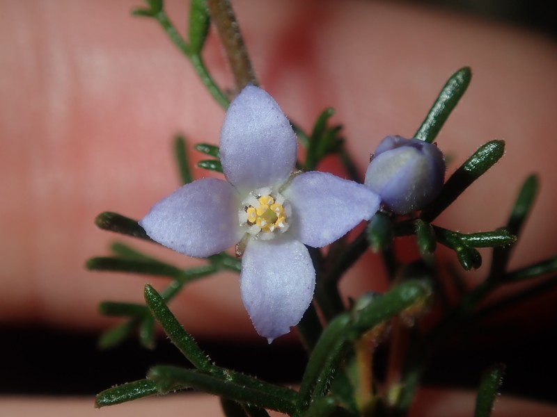 Cyanothamnus ramosus subsp. lesueuranus