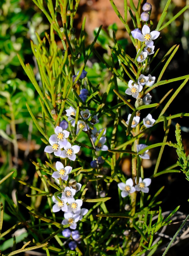 Cyanothamnus ramosus subsp. lesueuranus photo 2