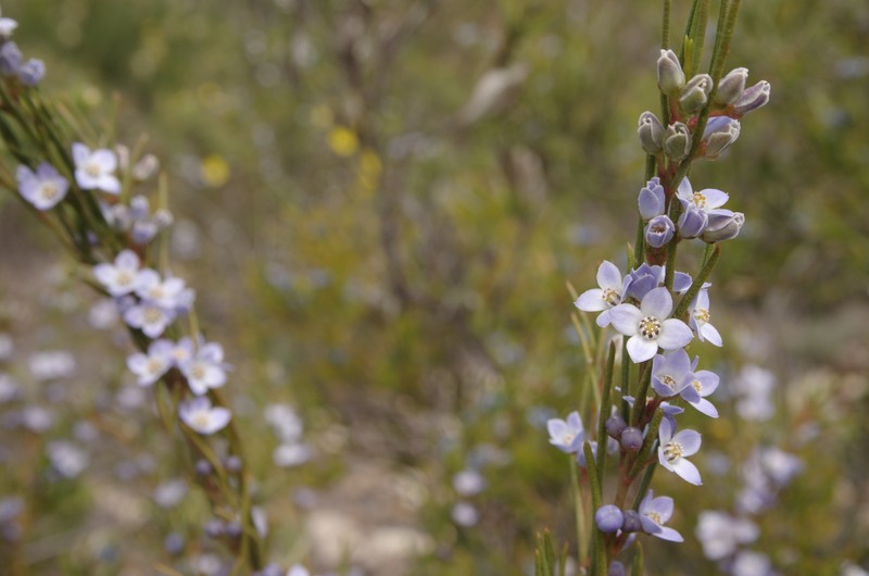 Cyanothamnus ramosus subsp. lesueuranus photo 3