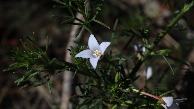 Cyanothamnus ramosus subsp. ramosus