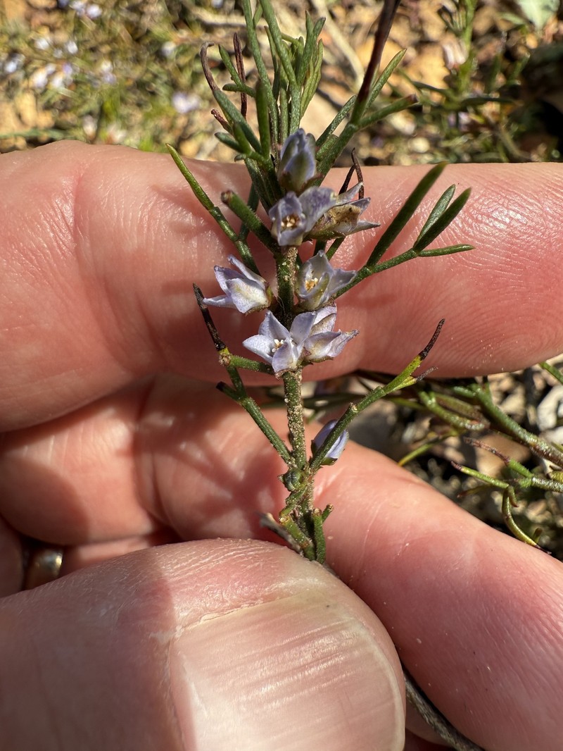 Cyanothamnus ramosus subsp. ramosus photo 2