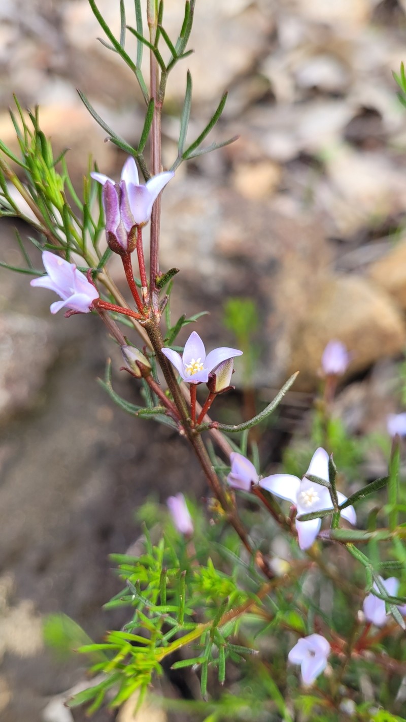 Cyanothamnus ramosus subsp. ramosus photo 3