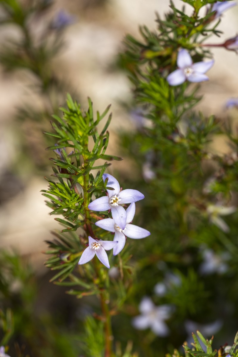 Cyanothamnus ramosus subsp. ramosus photo 4