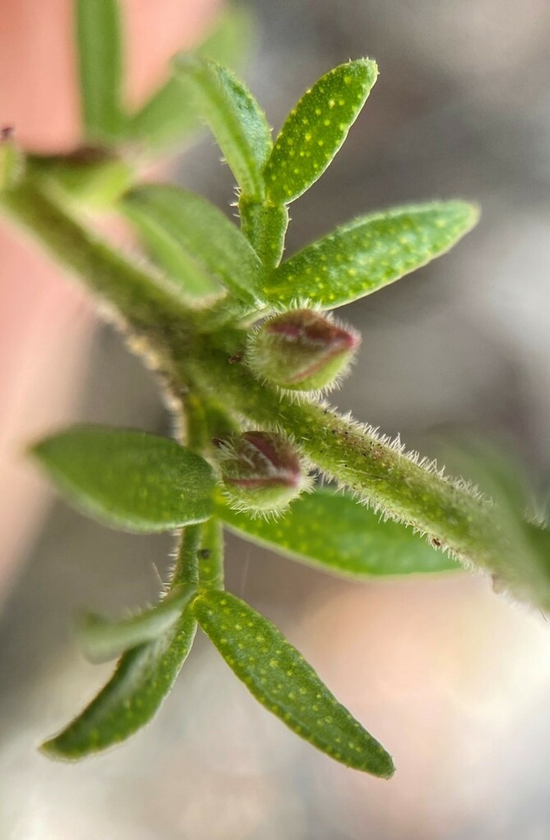 Cyanothamnus rigens photo 2