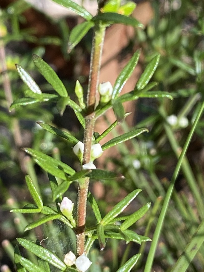 Cyanothamnus rigens photo 3