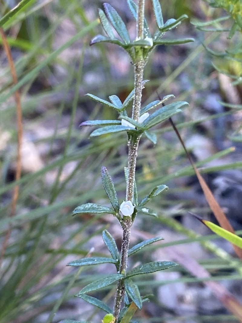 Cyanothamnus rigens photo 4
