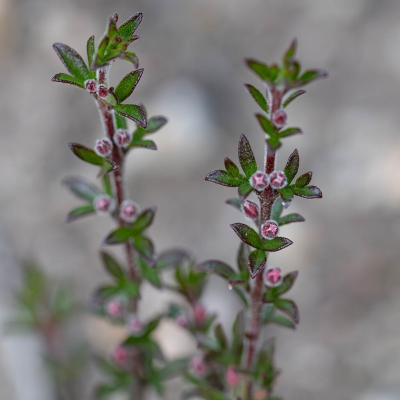 Cyanothamnus rigens photo 5