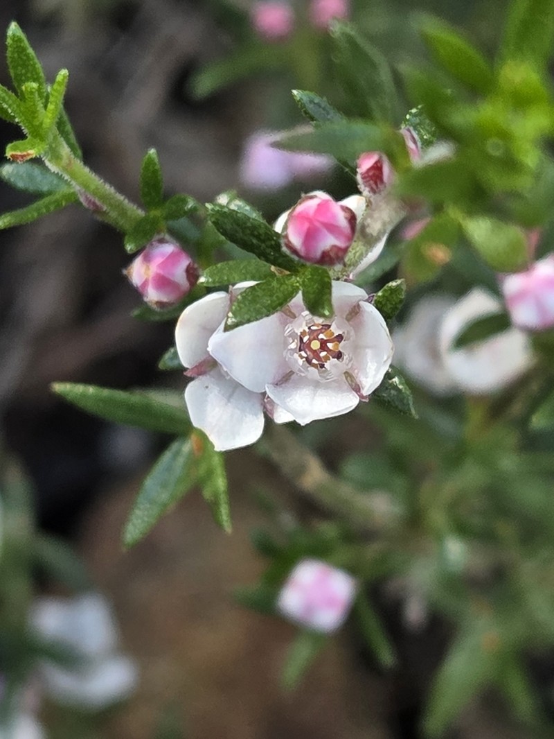 Cyanothamnus rigens photo 6