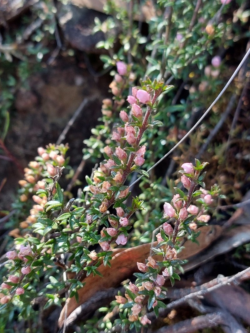 Cyanothamnus rigens photo 7