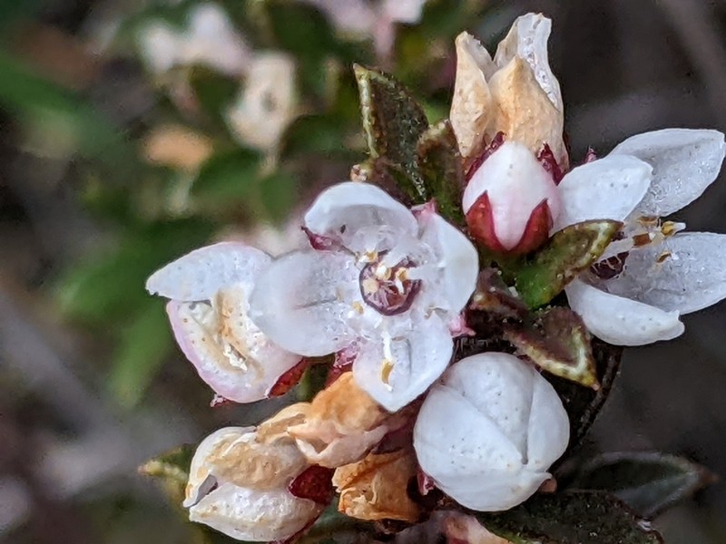 Cyanothamnus rigens photo 8