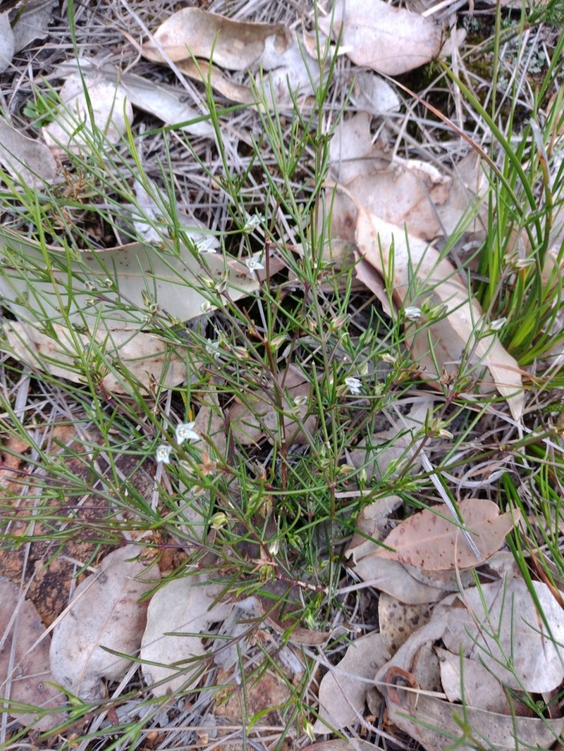 Cyanothamnus subsessilis photo 2