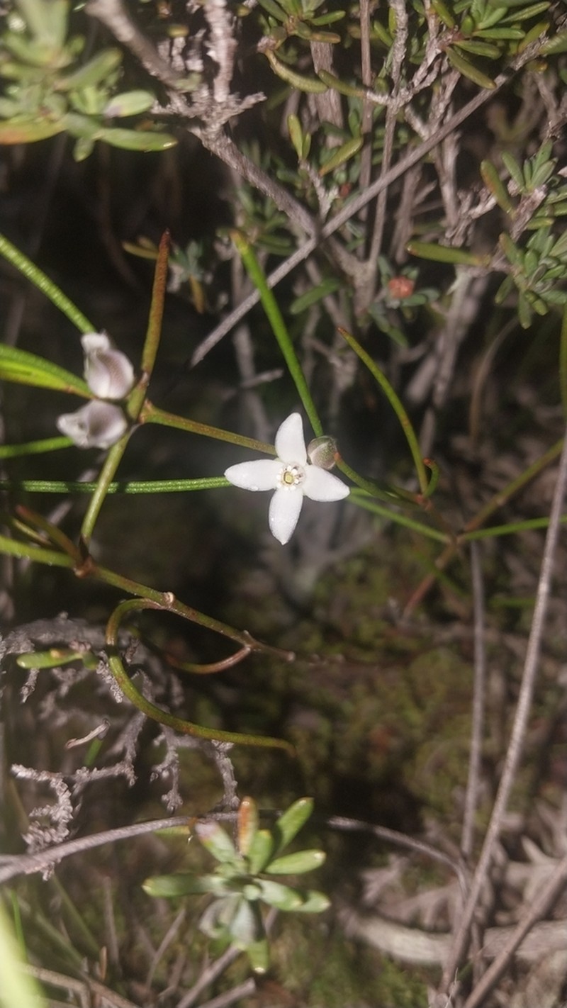 Cyanothamnus subsessilis photo 3