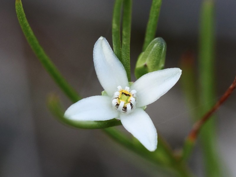 Cyanothamnus subsessilis photo 4