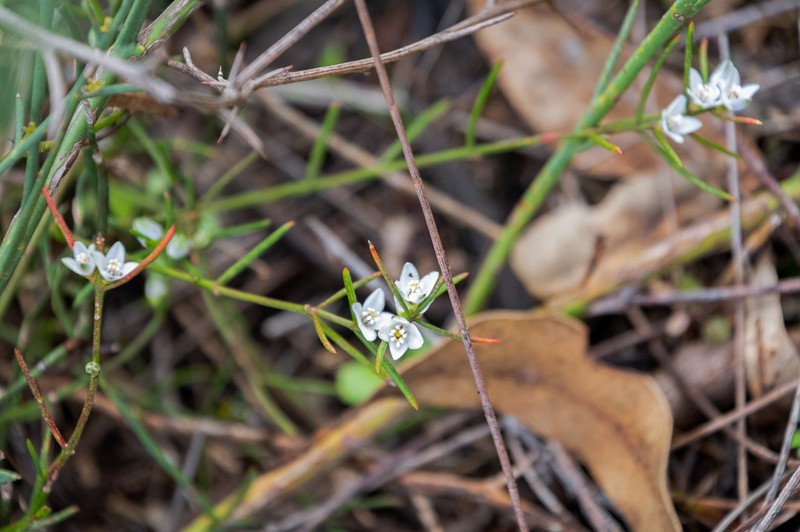 Cyanothamnus subsessilis photo 5