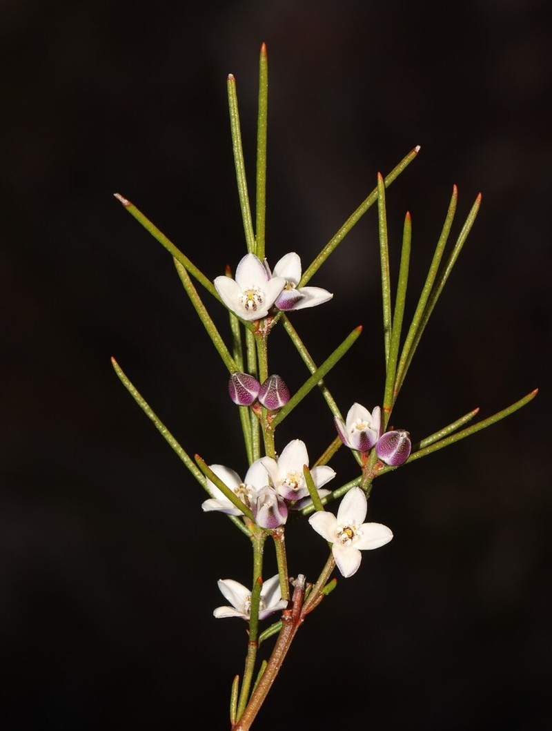 Cyanothamnus subsessilis photo 6