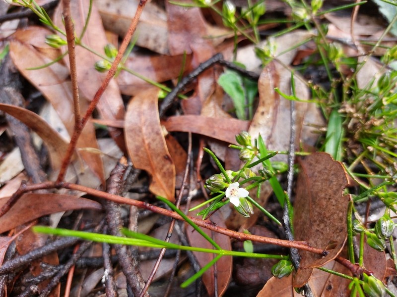 Cyanothamnus subsessilis photo 7