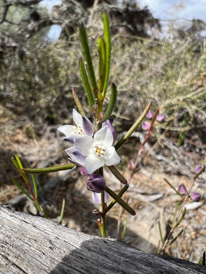 Cyanothamnus subsessilis photo 8