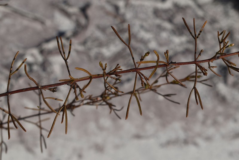 Cyanothamnus warangensis