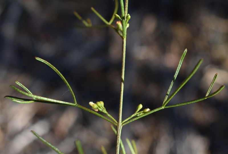 Cyanothamnus warangensis photo 2