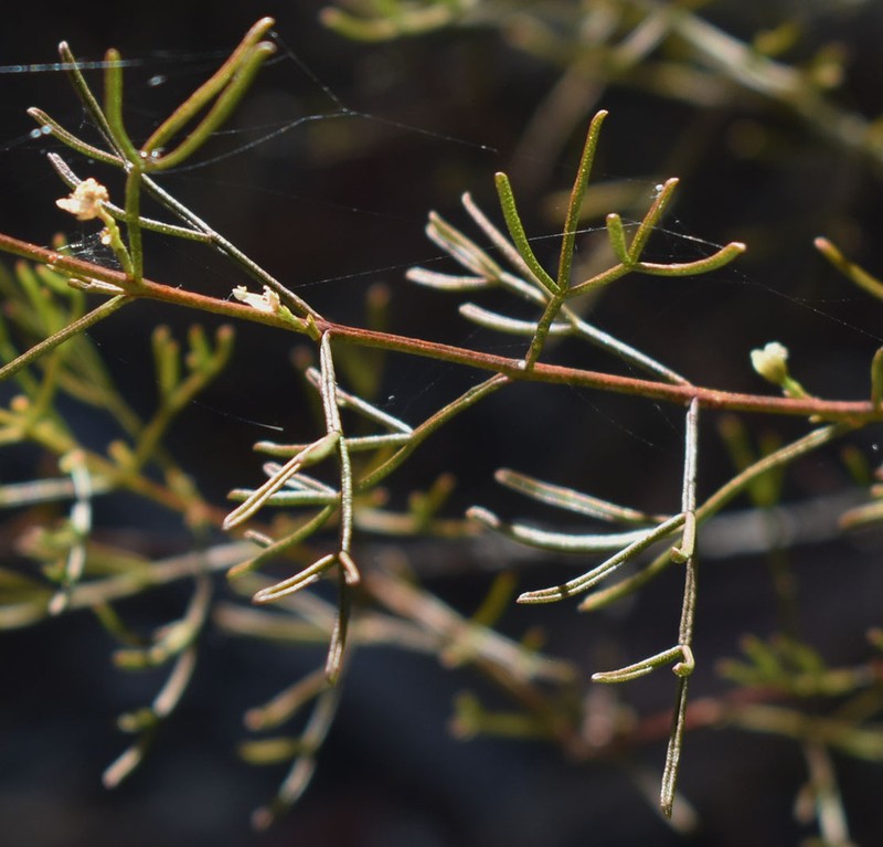 Cyanothamnus warangensis photo 3