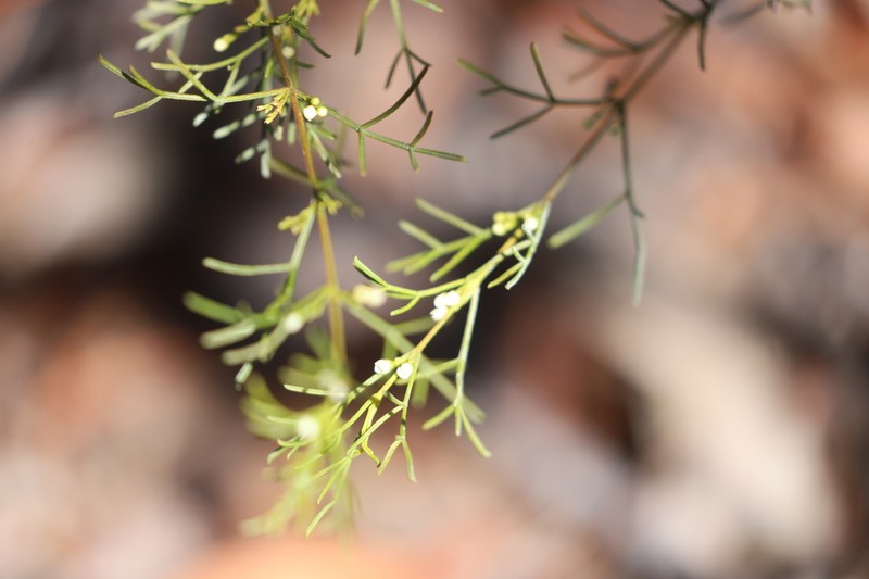 Cyanothamnus warangensis photo 4