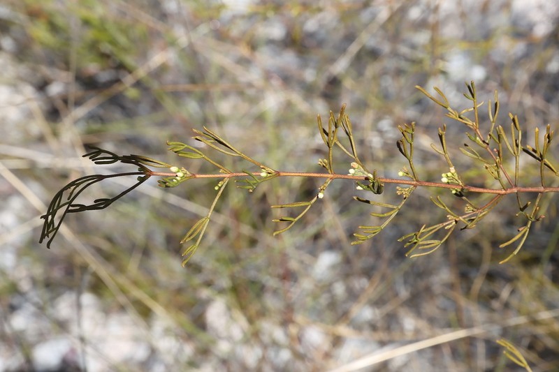 Cyanothamnus warangensis photo 5