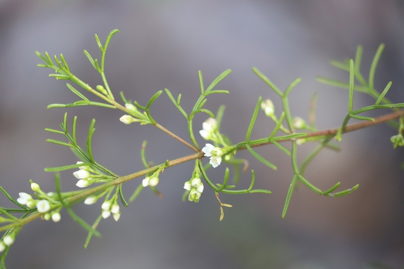 Cyanothamnus warangensis photo 6