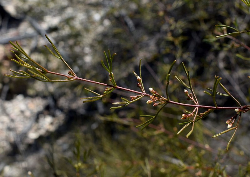 Cyanothamnus warangensis photo 7