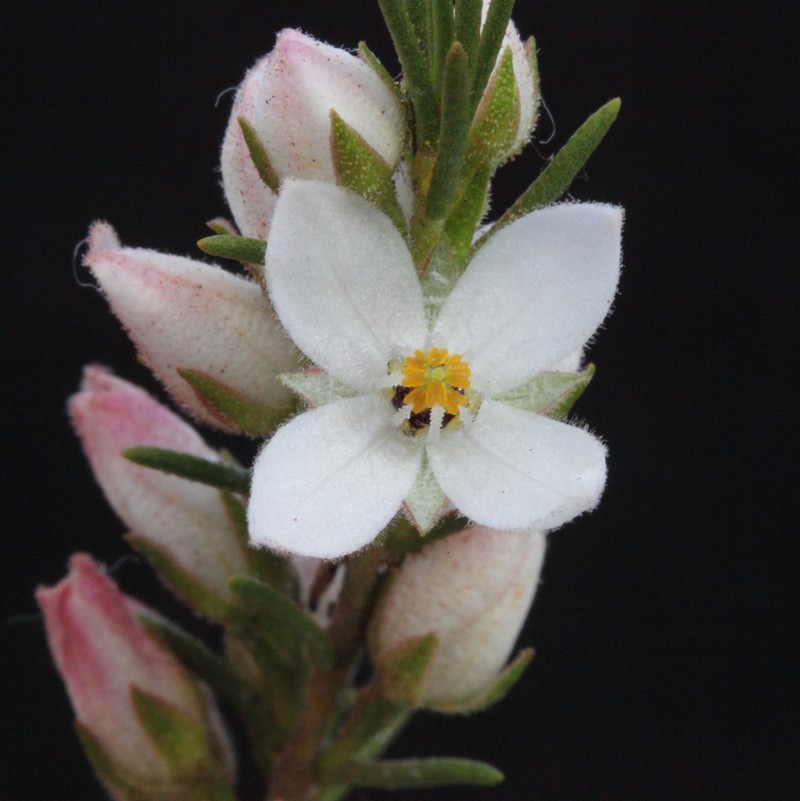 Cyanothamnus westringioides photo 2