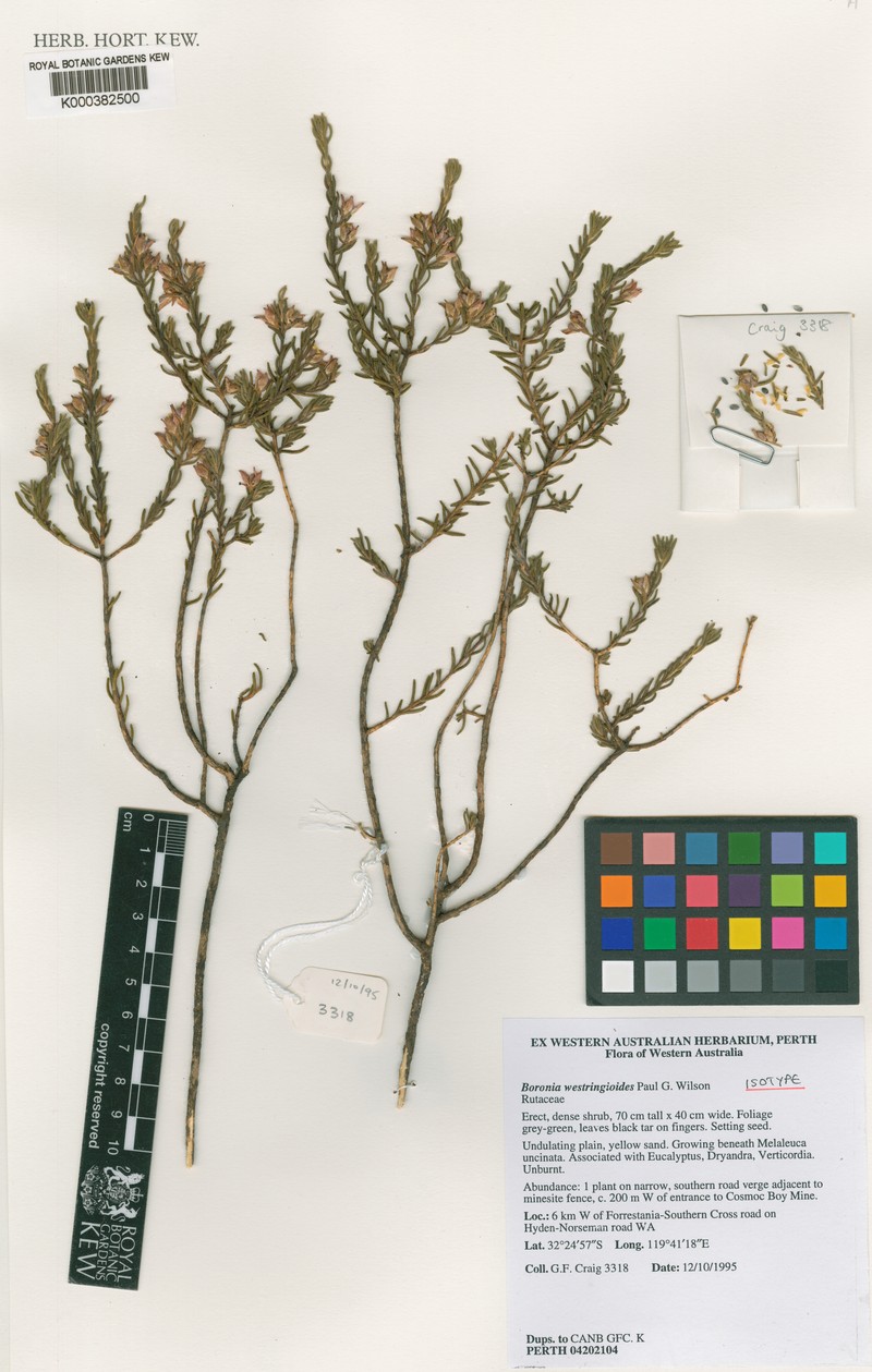 Cyanothamnus westringioides photo 3