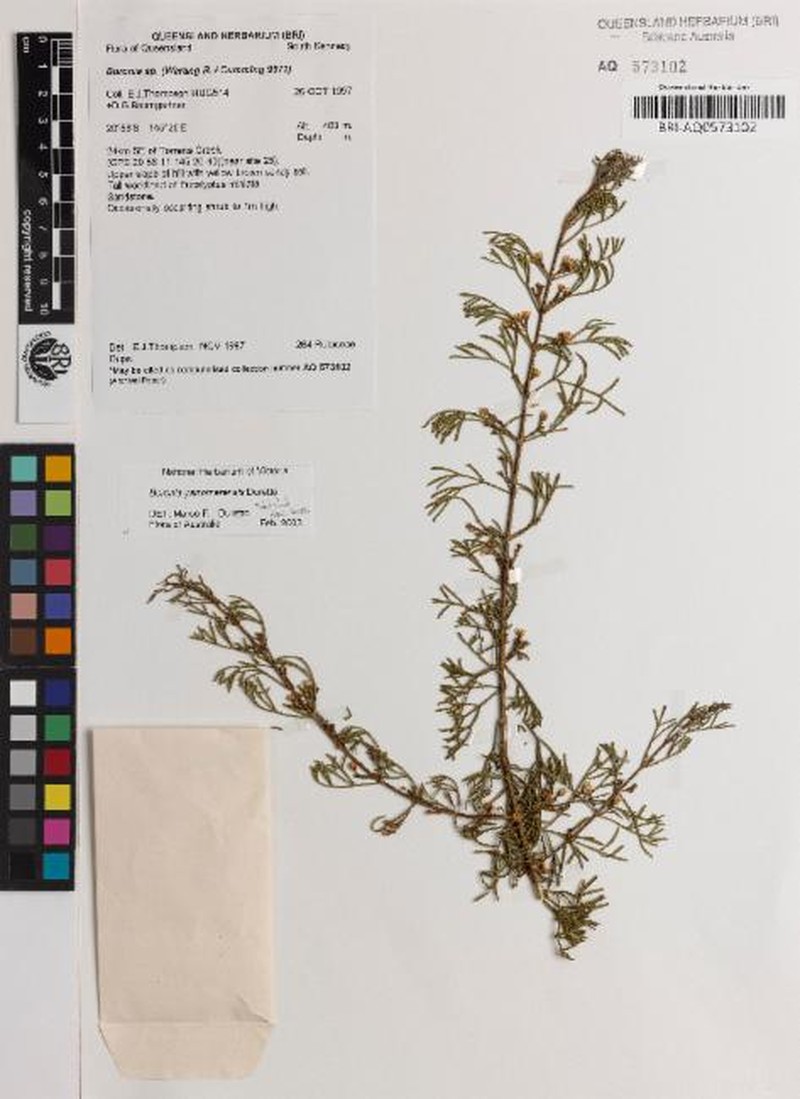 Cyanothamnus yarrowmerensis