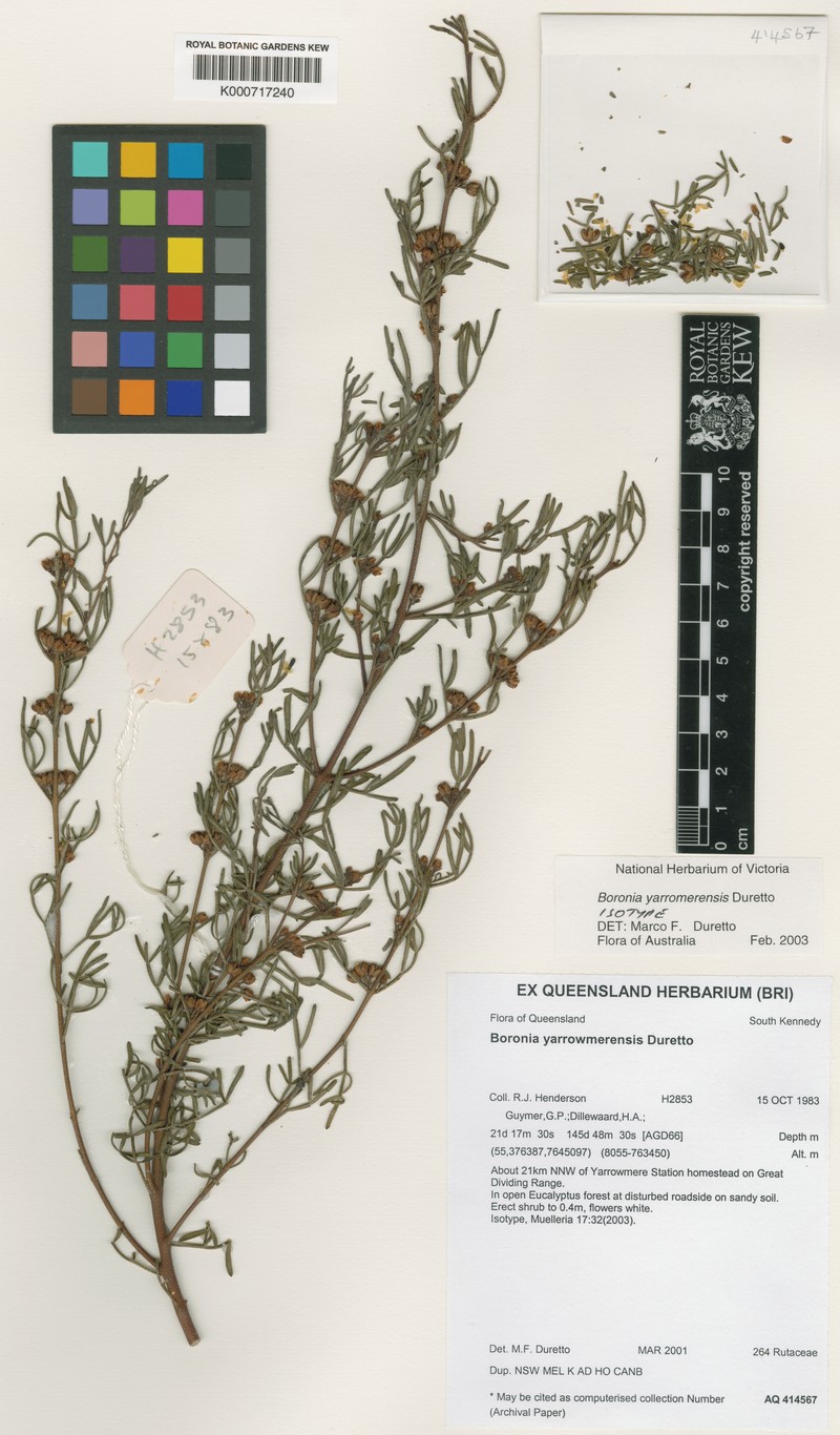 Cyanothamnus yarrowmerensis photo 2