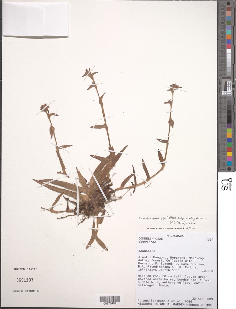 Cyanotis speciosa subsp. madagascarica