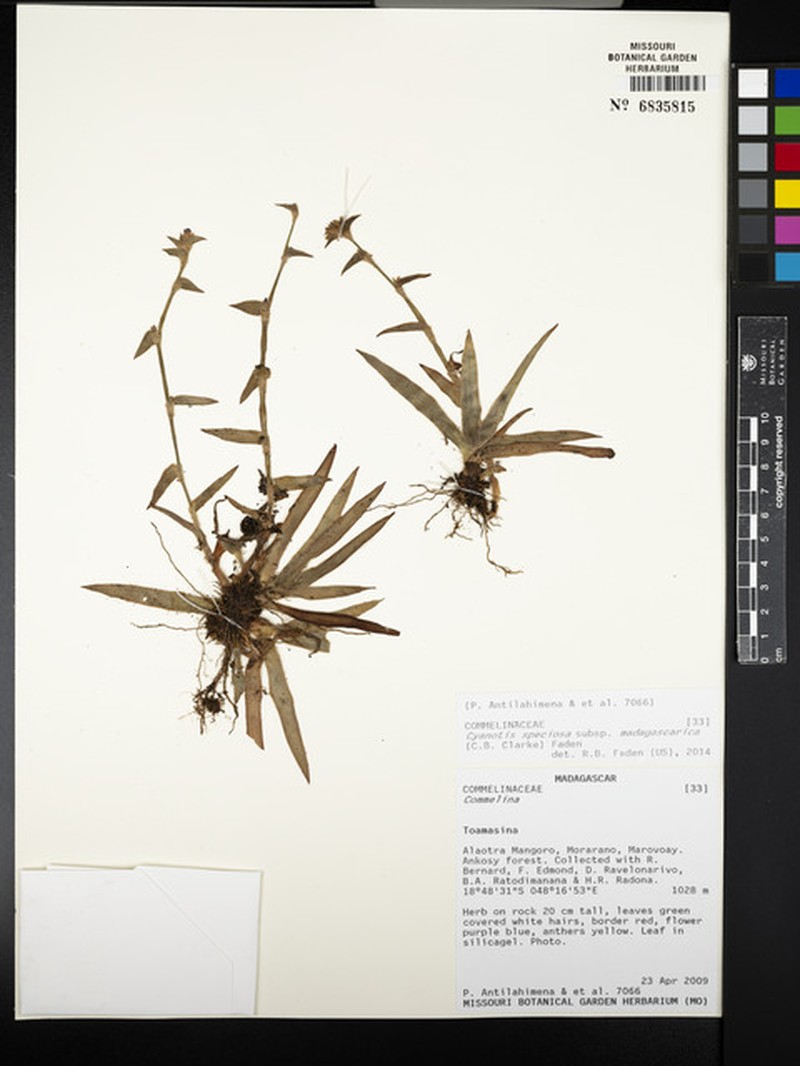 Cyanotis speciosa subsp. madagascarica photo 2