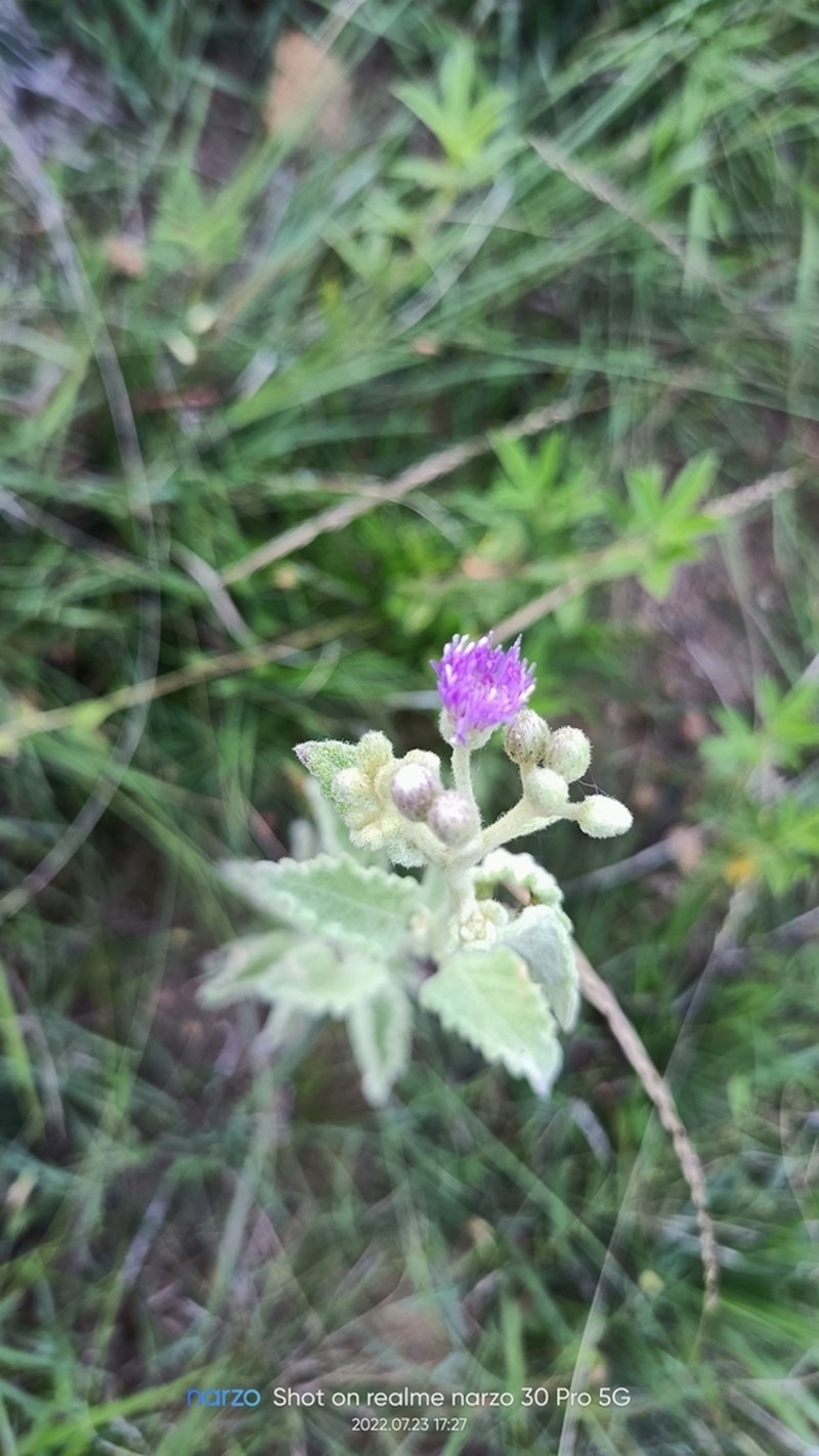 Cyanthillium albicans photo 2