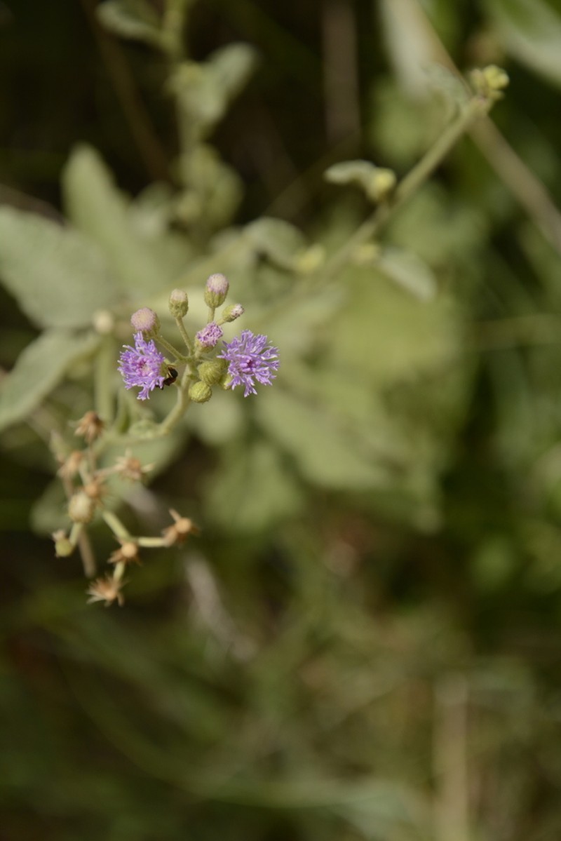 Cyanthillium albicans photo 3