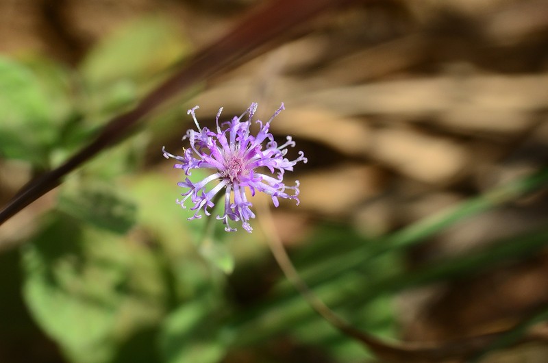 Cyanthillium albicans photo 5