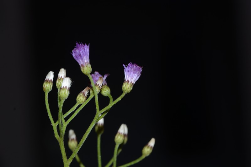 Cyanthillium albicans photo 6