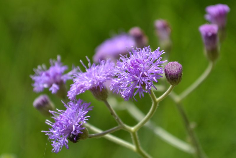 Little Ironweed photo 2