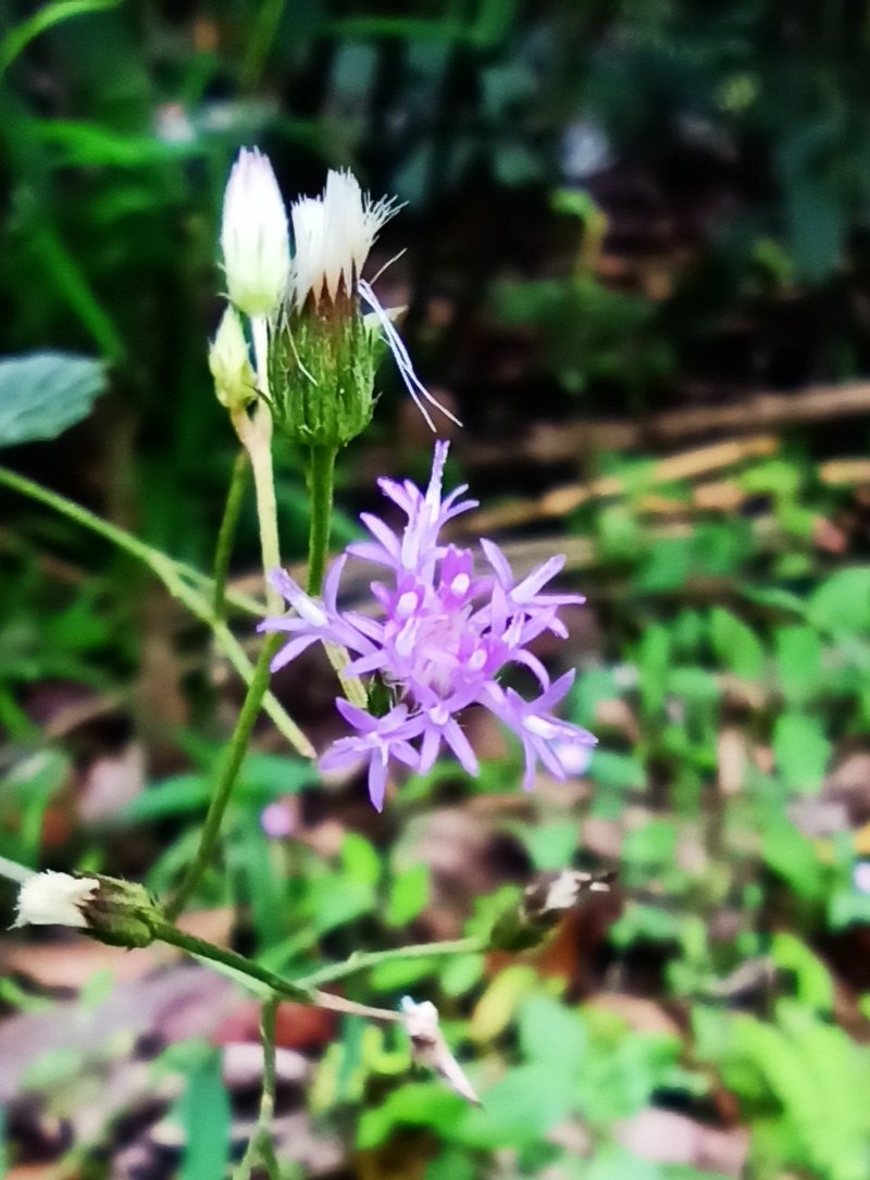 Little Ironweed photo 3