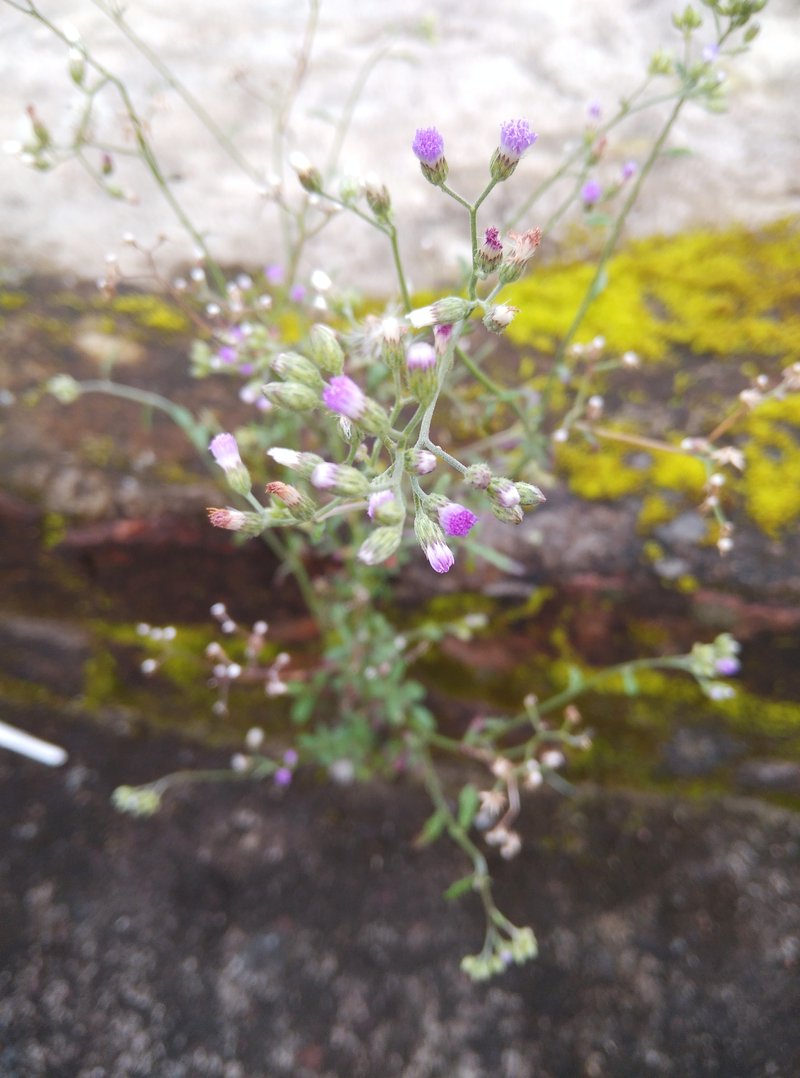 Little Ironweed photo 4